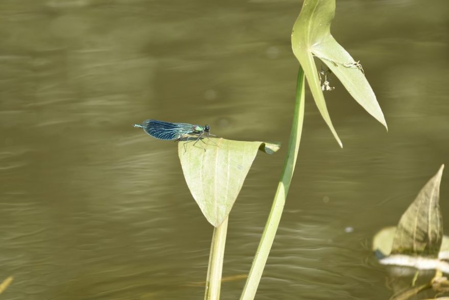 Ohře je obklopená nádhernou faunou i flórou / F: Jitka Pražáková