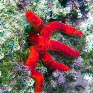 Pravá řecká hvězdice / F: Ivana Jakubková