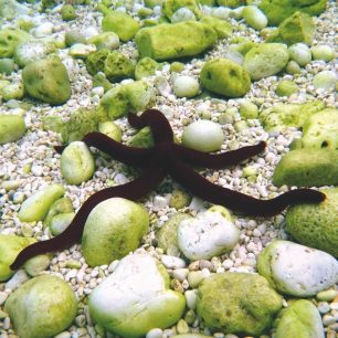 Pravá řecká hvězdice / F: Ivana Jakubková