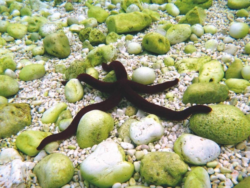 Pravá řecká hvězdice / F: Ivana Jakubková