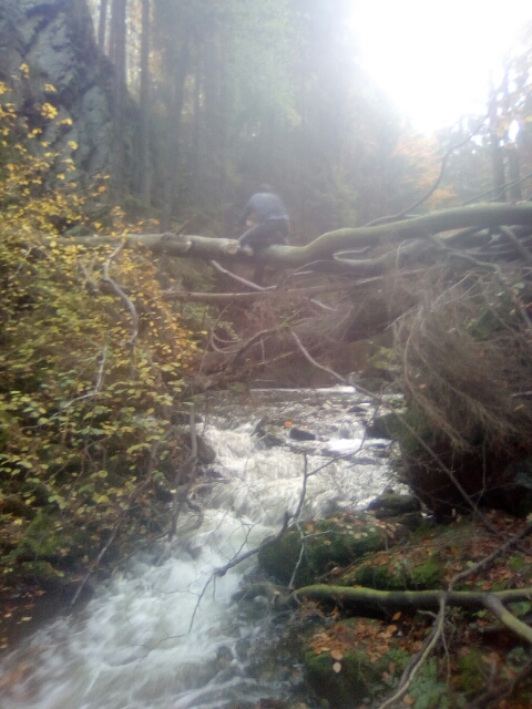 Prořezávání Doubravy pod Bílkem / F: Radek Horn