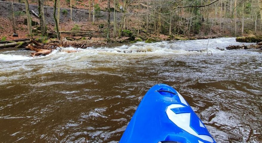 První z dvojice stromů v příjezdu do Držkovských schodů / F: Honza Kolář