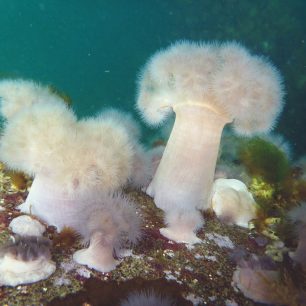 Mořské houby na pontonech v přístavu Bella Bella