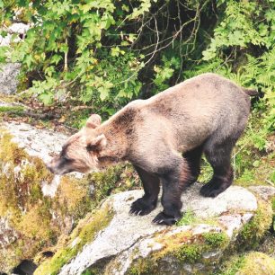 Tento malý grizzly prohnal u potoka velkého černého medvěda jako pes kočku