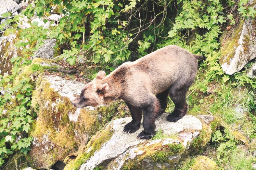Tento malý grizzly prohnal u potoka velkého černého medvěda jako pes kočku
