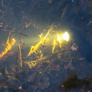 Svícení pod vodou (test odolnosti IP68)