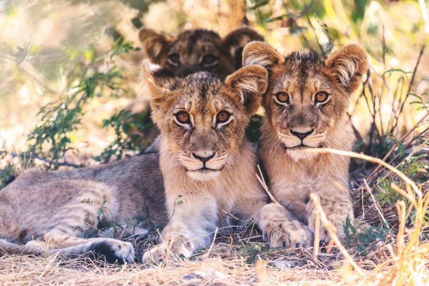 Takto vypadají koťátka v Africe / F: David Vory Sodomka