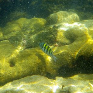 Určitě se vyplatí na pár místech použít šnorchlovací výbavu