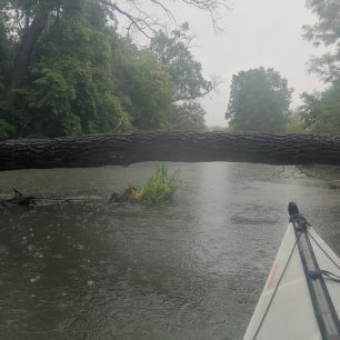 Stromy, které přehradí koryto řeky, nejsou na Dyji nic neobvyklého