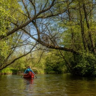 Jako by nad námi stromy chtěly vytvořit klenbu / F: Petr Jan Juračka