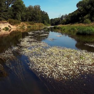 Voda kvete. Je to jako v ráji. / F: Monika Klemšová